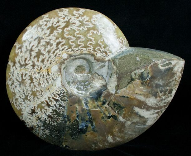 Wide Polished Cleoniceras Ammonite #5811